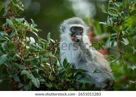 A vervet monkey foraging in a tree for red berries