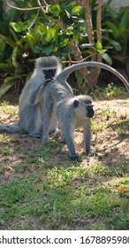 Vervet monkey grooming another one's rump in a neighborhood in Saint Lucia, South Africa