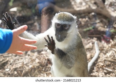 Vervet monkey juvenile playing with kids hand through the window in the zoo, staring outside