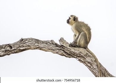 Vervet Monkey In Kruger National Park, South Africa ; Specie Chlorocebus Pygerythrus Family Of Cercopithecidae