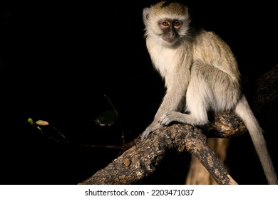 A Vervet Monkey Looking Backwards