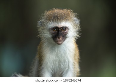 The vervet monkey, or simply vervet, is an Old World monkey of the family Cercopithecidae native to Africa. The term "vervet" is also used to refer to all the members of the genus Chlorocebus.