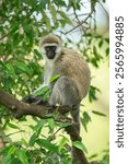 Vervet monkey sits on branch eyeing camera