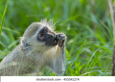 Vervet monkey sitting on green grass eating and showing teeth - Shutterstock ID 451041274