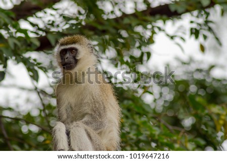 Similar – Vervet monkey sitting on a wall in the savannah