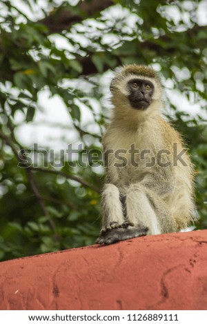 Vervet monkey sitting on a wall in the savannah