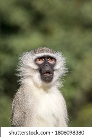 A Vervet Monkey Staring Up