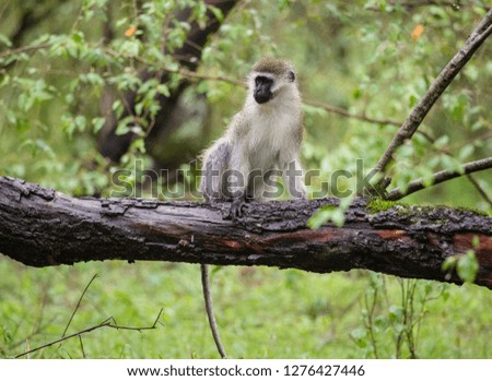 Similar – Vervet monkey sitting on a wall in the savannah