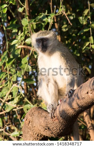 Similar – Vervet monkey sitting on a wall in the savannah