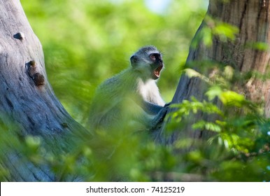 3,683 Monkey Call Images, Stock Photos & Vectors | Shutterstock