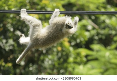 Vervet monkey tripping while using the optical fiber to go home. Oops 