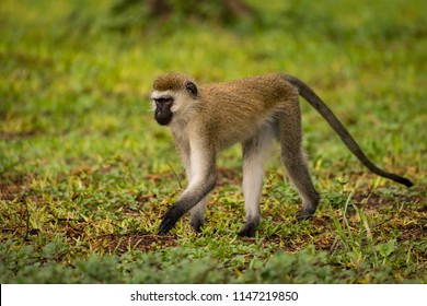 Vervet Monkey Walking On Wet Grass Lawn