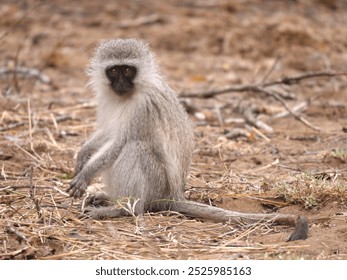 Vervet Monkeys are highly social animals, and occur in well organized troops, dominated by males. - Powered by Shutterstock