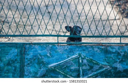 A very aggressive black dog is behind blue fence. A black guard dog behind old blue fence in nature