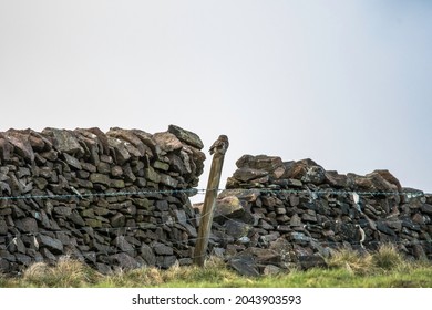 A Very Alert Little Owl Sunbathing In The Summer Sun