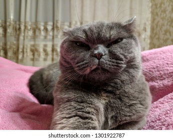 Very Angry Cat Face Stock Photo (Edit Now) 1301922787