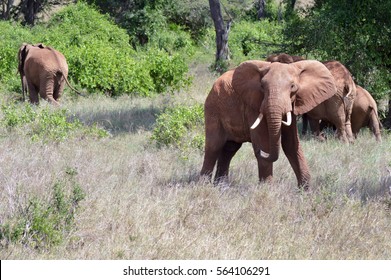 Very angry elephant in West Tsavo Park in Kenya