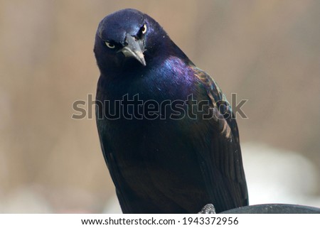 A very angry, mad, Common Grackle giving an evil look.  This bird looks disgusted. It's a close up, front view of the bird with piercing, glowing, yellow eyes. His feathers are blue, purple, and green