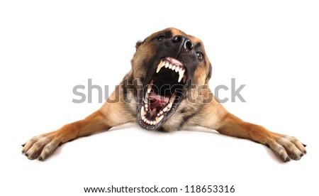 very angry purebred belgian shepherd malinois, focus on the eyes of dog.