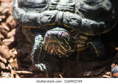 angry giant turtles