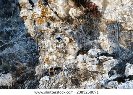 Very attractive bird for birdwatchers. Wall creeper (Trichodroma muraria, likely female with clear white plastrum), typical mountain bird (rock biocenosis), feeds in winter mountains near waterfall