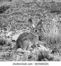 A Very Aware Hare Sniffing Air