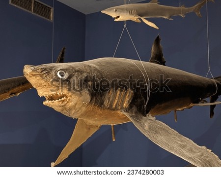 
Very Bad Taxidermy of a Shark Up Close