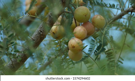 A very beautiful amla fruit picture,in agriculture farm