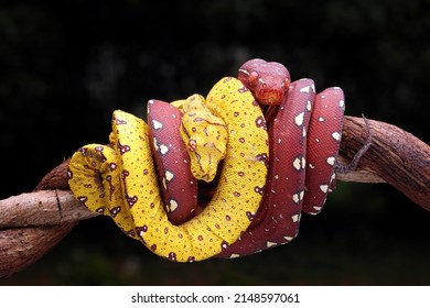 Very beautiful baby Green Tree Pythons (Morelia viridis) on tree branch in conservation area.