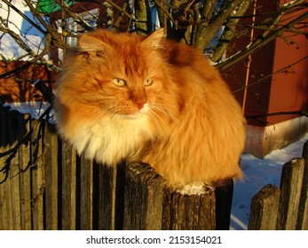 Very Beautiful Cat Sit Down On The Wall
