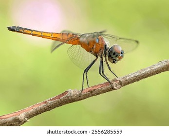 A very beautiful and charming dragonfly perched on a small tree branch at a very close distance. - Powered by Shutterstock