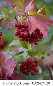 Very Beautiful Cramp Bark Fruit