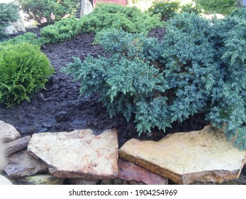 Very Beautiful Creeping Blue Juniperus Squamata Blue Star On A Rocky Alpine Slide With  Dwarf Coniferous Plants In The Garden. Floral Wallpaper	