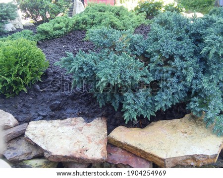 very beautiful creeping blue Juniperus squamata Blue Star on a rocky alpine slide with  dwarf coniferous plants in the garden. Floral wallpaper	