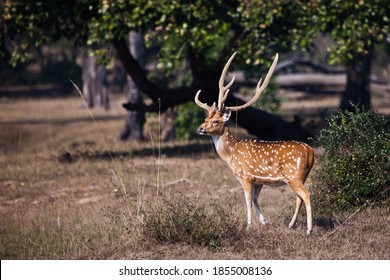 544 Axis Sika Images, Stock Photos & Vectors | Shutterstock