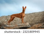 A very beautiful dog Pharaoh Hound stands and poses on a stone on a summer evening.