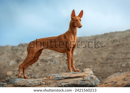 A very beautiful dog Pharaoh Hound stands and poses on a stone on a summer evening.	