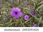 Very beautiful and enchanting purple amethyst flowers grow wild next to spider cubs and on the side of the road among the green grass