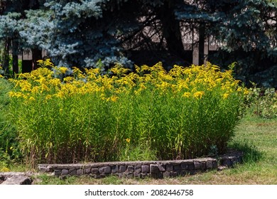 A very beautiful flower bed in the urban environment of the city. Flowers and greenery in landscape design. Background with copy space for text or inscriptions. - Powered by Shutterstock