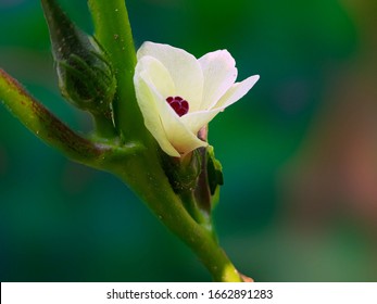 Hd Flower Download Images Stock Photos Vectors Shutterstock
