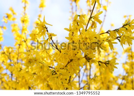 Similar – Golden Spring Colour photo