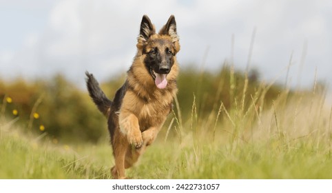 Very beautiful German Shepherd enjoying life