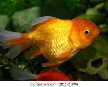 1,421 Goldfish big eyes Images, Stock Photos & Vectors | Shutterstock