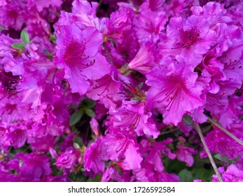 Very beautiful hot pink flowers, blooming in spring, Portland Oregon