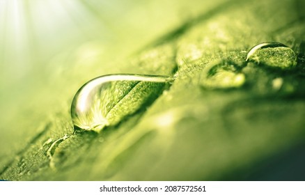 Very beautiful macro image of natural illuminated water droplets on surface of green leaf or stem of grass, symbol of fragility and purity nature.