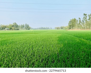 It's very beautiful natural village photo. The village harvesting their crops in paddy field. The picture says many words. The farmer work hard and soul in their paddy field to grow their crops. - Shutterstock ID 2279465713