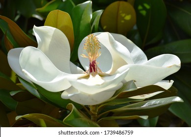 Very Beautiful Pictures Of Magnolia Grandiflora Flower Taken During Bright Day Light