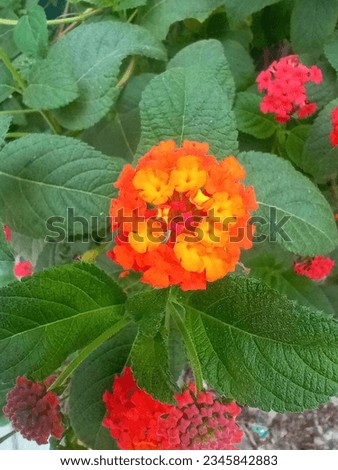 A very beautiful red, orange and pink color flower its hundred percent natural 