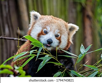 A very beautiful red Panda sits on a tree between branches with bamboo leaves - Shutterstock ID 1794743821