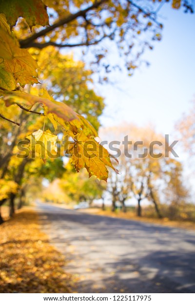 Very beautiful road with golden leaves.\
Beautiful and warm autumn.\
Close-up.